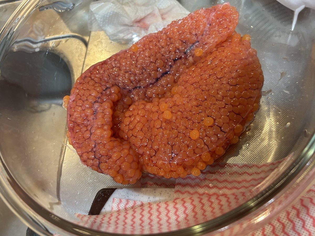 junbal0727's tweet photo. アキアジ釣り始めました🎣
銀ピカ釣りたい！ https://t.co/i0Wb46H761