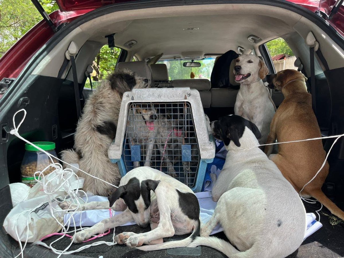 Les presentamos a las heroinas y héroes de @Tierrdanimales que se encargaron de resguardar animales antes de que #Milton impacte. Toda vida cuenta.