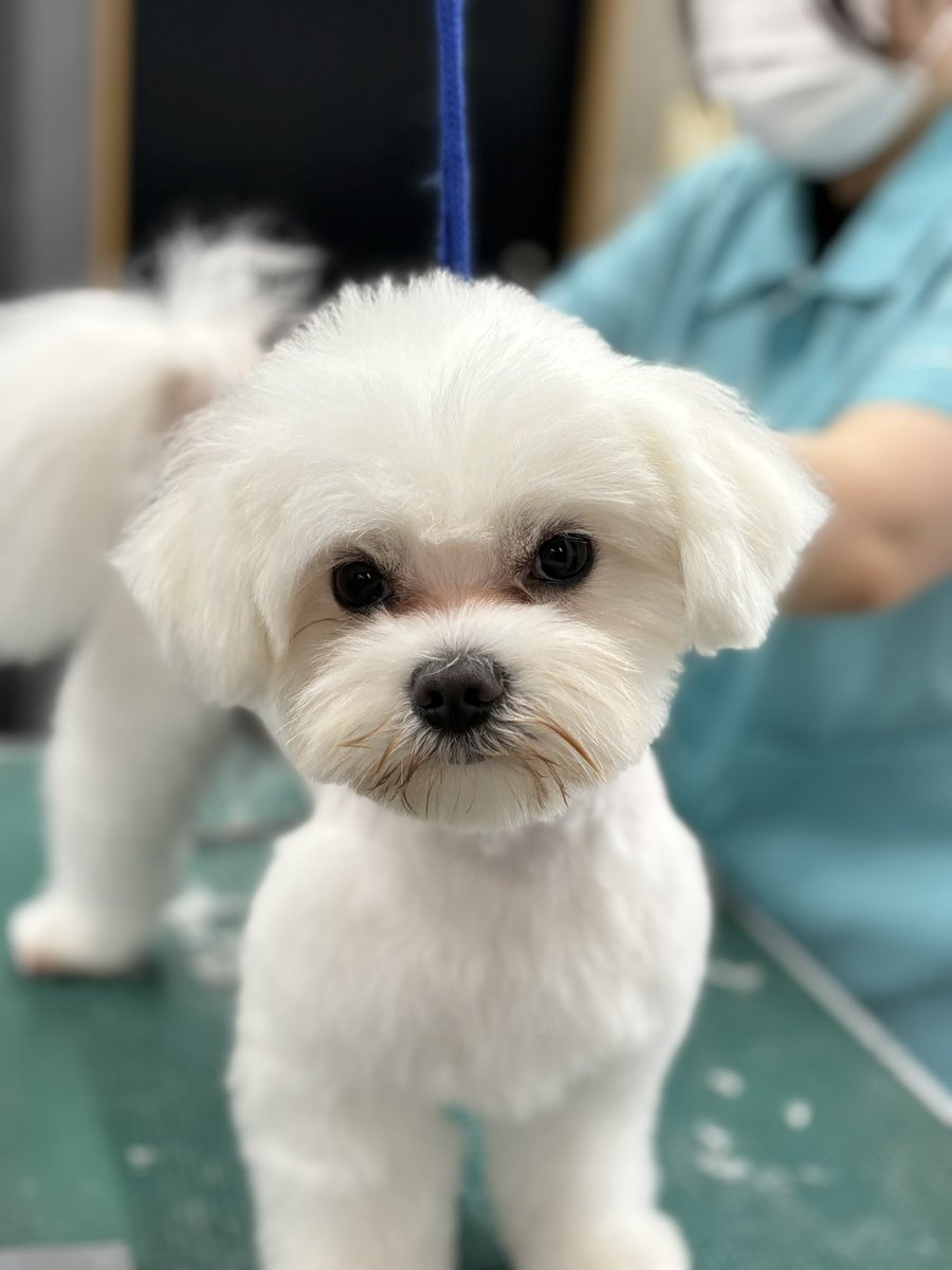 nanba_pet's tweet photo. 今日も実習🐶
みんなお利口さんにトリミングさせてくれてる😊

#マルチーズ
#ポメラニアン
#MIX
#プードル
#ペキニーズ
#涼しくなってきたから風邪ひかないでね https://t.co/IzQmbQU3MT