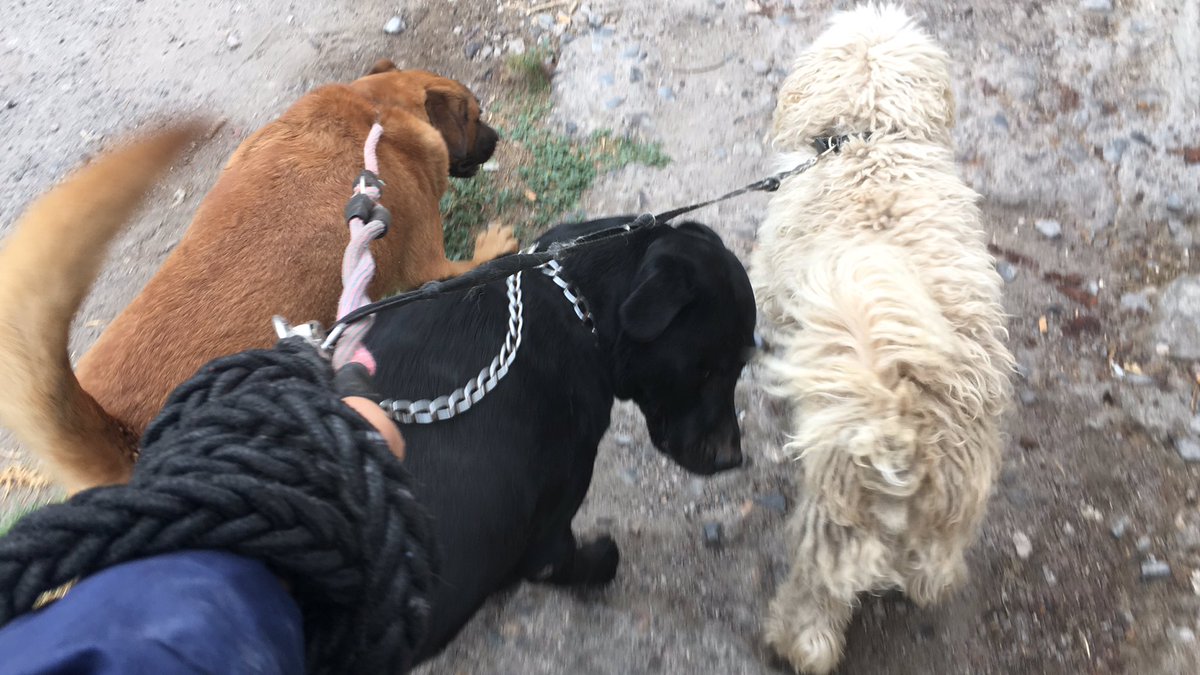 KurtCobain80's tweet photo. Aquí haciéndole caso al coach desinflado @juan_re09 : caminata con perritos y trotada nocturna #AdidasRunningClub https://t.co/d962uhfEg5