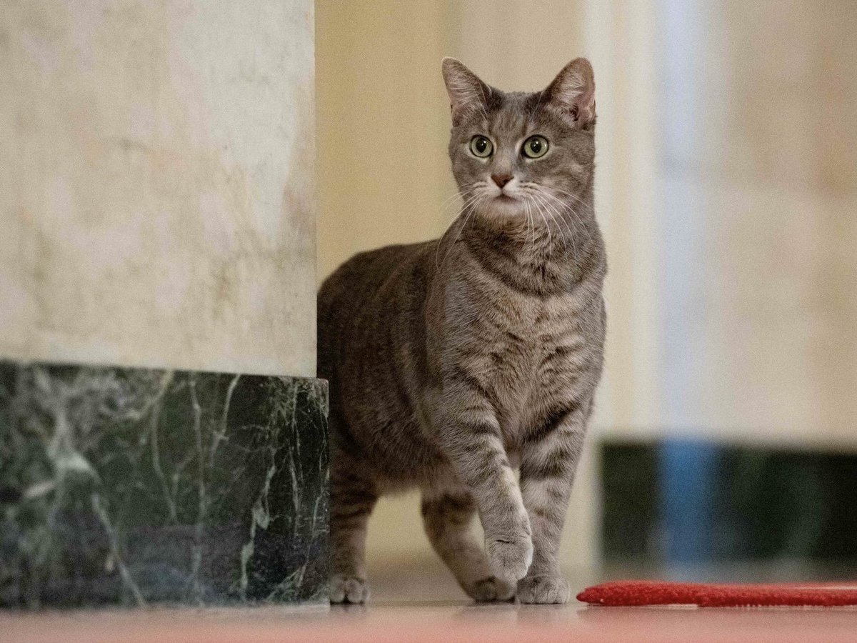 🐾💔 Dear furiends in Florida, please, if you are in the evacuation zone, take your pets with you as you leave. Please! Do not leave them behind, or worse, chained up. They are family. #HurricaneMilton #EvacuatePets