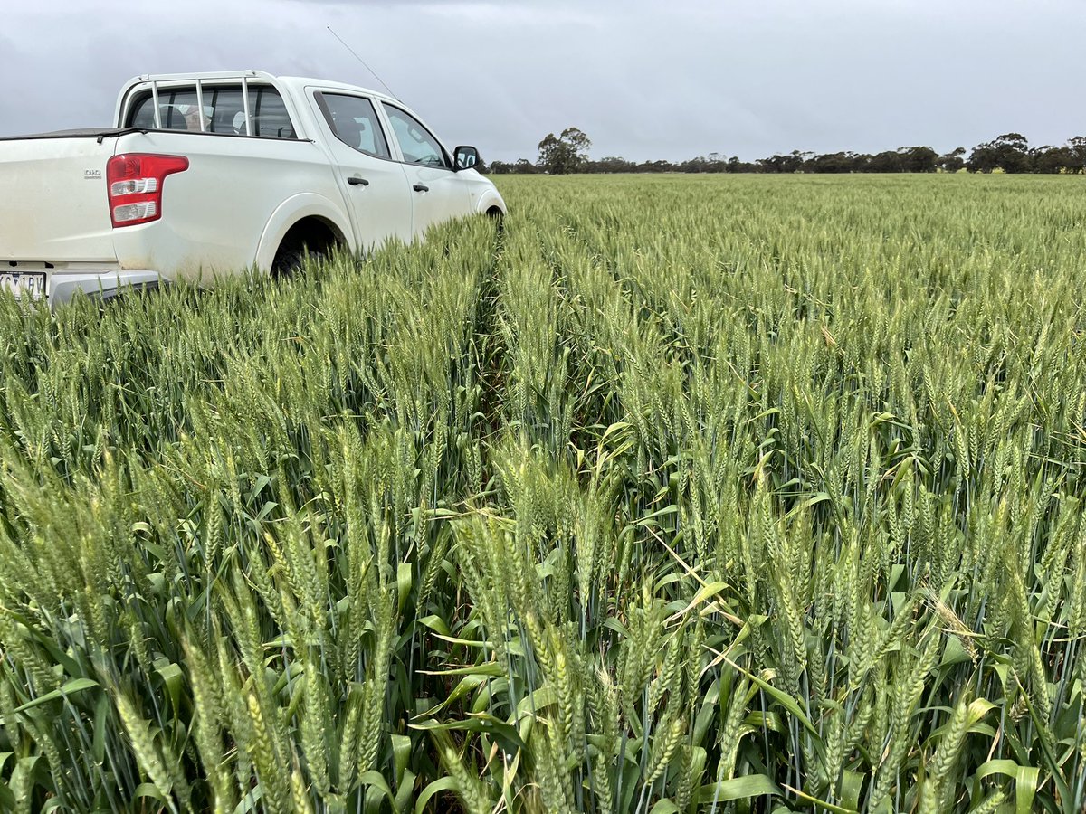 Matt Rohde tweet media