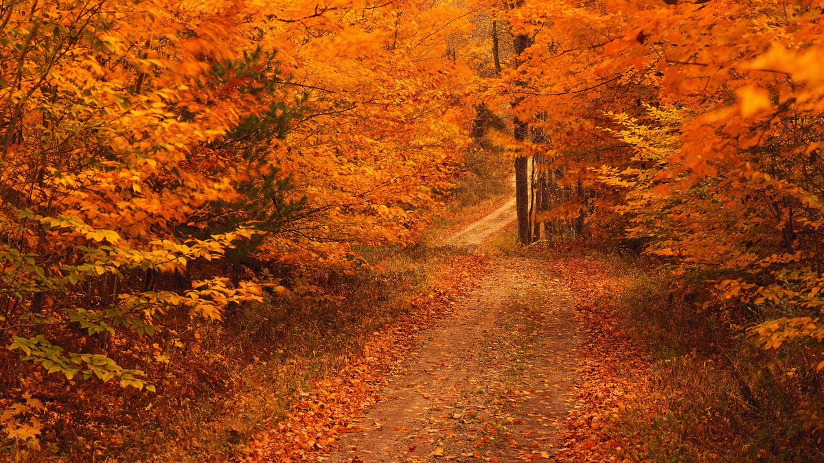 In the scatter
of burnished bronze of the autumn sun,

tendrils of silver carols
waft on whisperwinds,

like scented wisps of cedar and sage,
caressing the amber yearning
of the reedy meadow.

Oboe notes of sonorous echoes,
a ballad of silk and petals—

unveiling haze of saudade.
