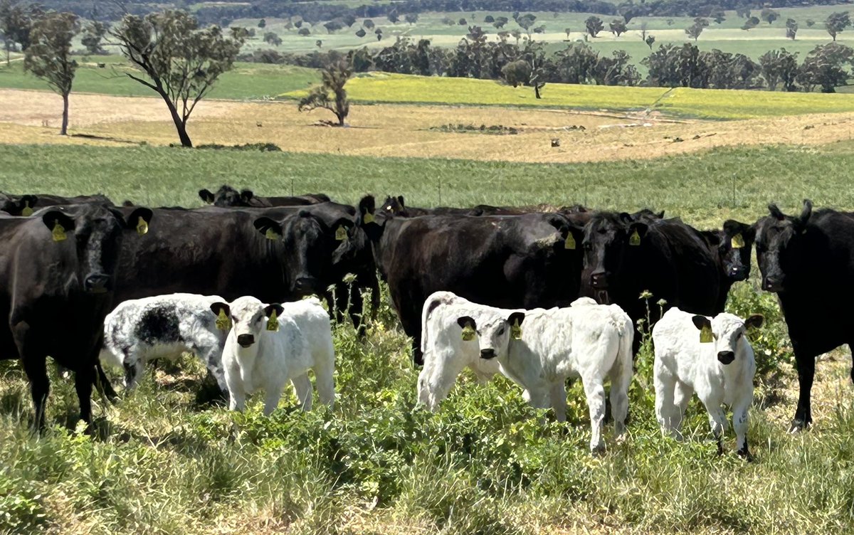 Spent the long weekend out of the city (first time since changing jobs). #Milthorpe is a beautiful little town, peaceful, quiet, good food. Sunday visited an old client who was as hospitable as ever. Great assets having a “1 in 10y spring”. Always a pleasure @KerinPollMerino