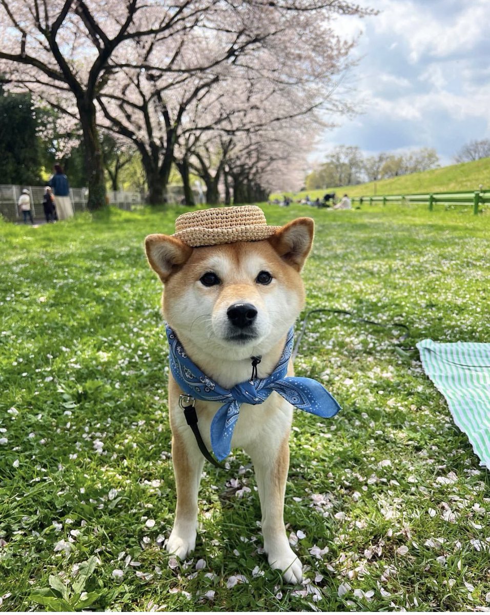 In touch with the the $suzu owner on insta.would give us a major push if we can onboard him/her.
$suzu isnt here to mess around.
We got ctoed yesterday and already have major players like @Fresh_XBT onboard.
$suzu will either be the no.1 dog on $sui or the no.1 dog of sui.