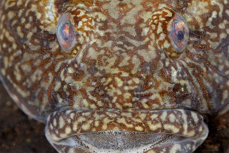 Nieuwe uitgave Schubben &amp; Slijm | Met o.a. de kameleongrondel, massa's eisnoeren knoflookpad en 25 jaar NEM🐍🐟🐸ravon.nl/Portals/2/Best…
#nieuwsbrief #reptielen #amfibieen #vissen #vrijwilligers #natuur