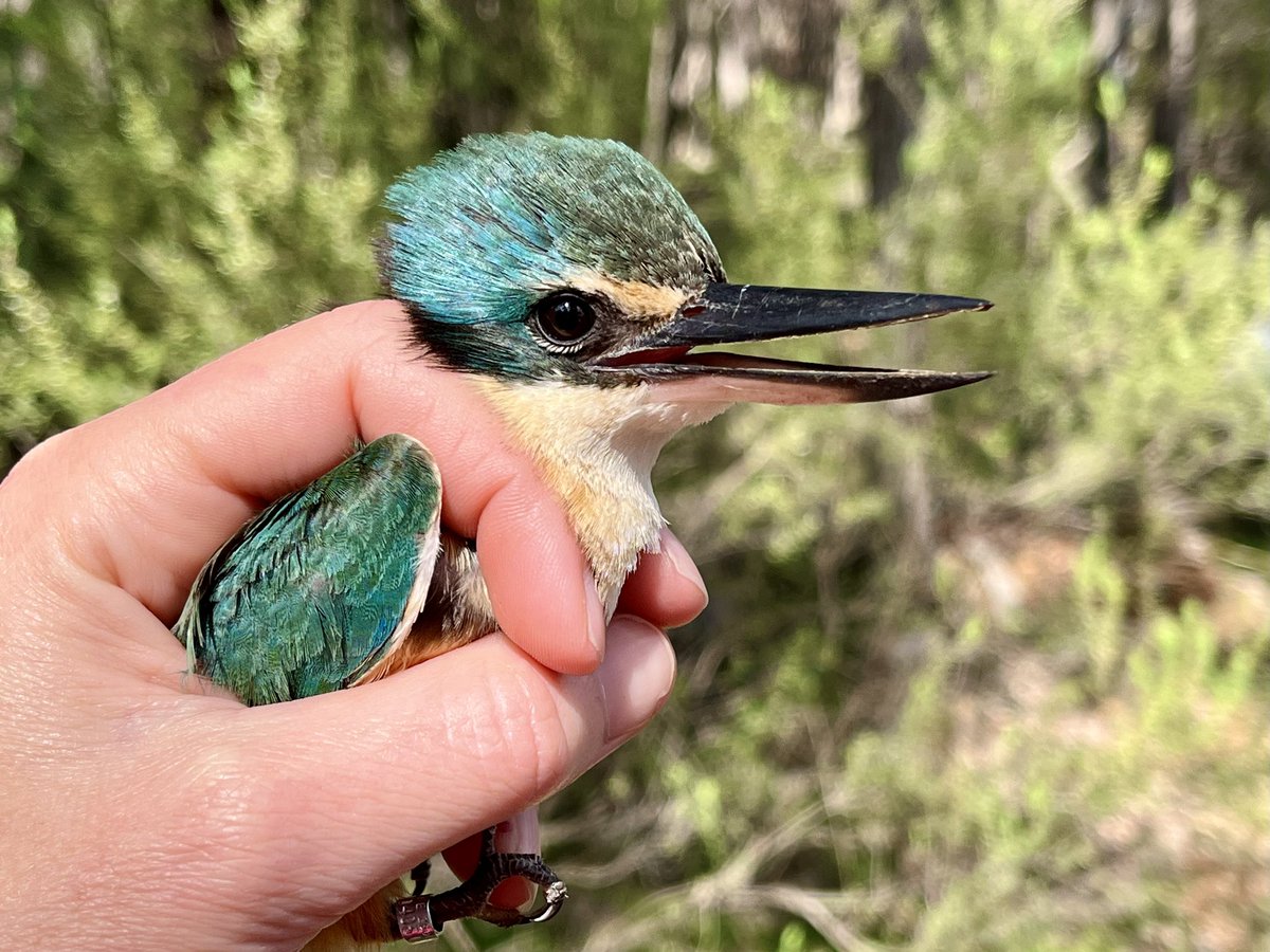 Here’s a cute little Sacred Kingfisher that was banded at Munghorn Gap over the weekend 🥰

#birdbanding
