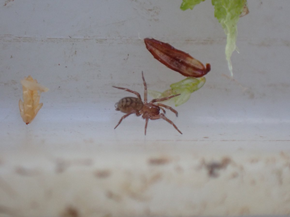 1/2 #speciesaday no. 425 is Hahnia helveola. A local spider that is most often found in Sphagnum moss but also on heaths, etc. Large than other Hahnias and with a distinct abdominal pattern. This one from Ashdown Forest yesterday.