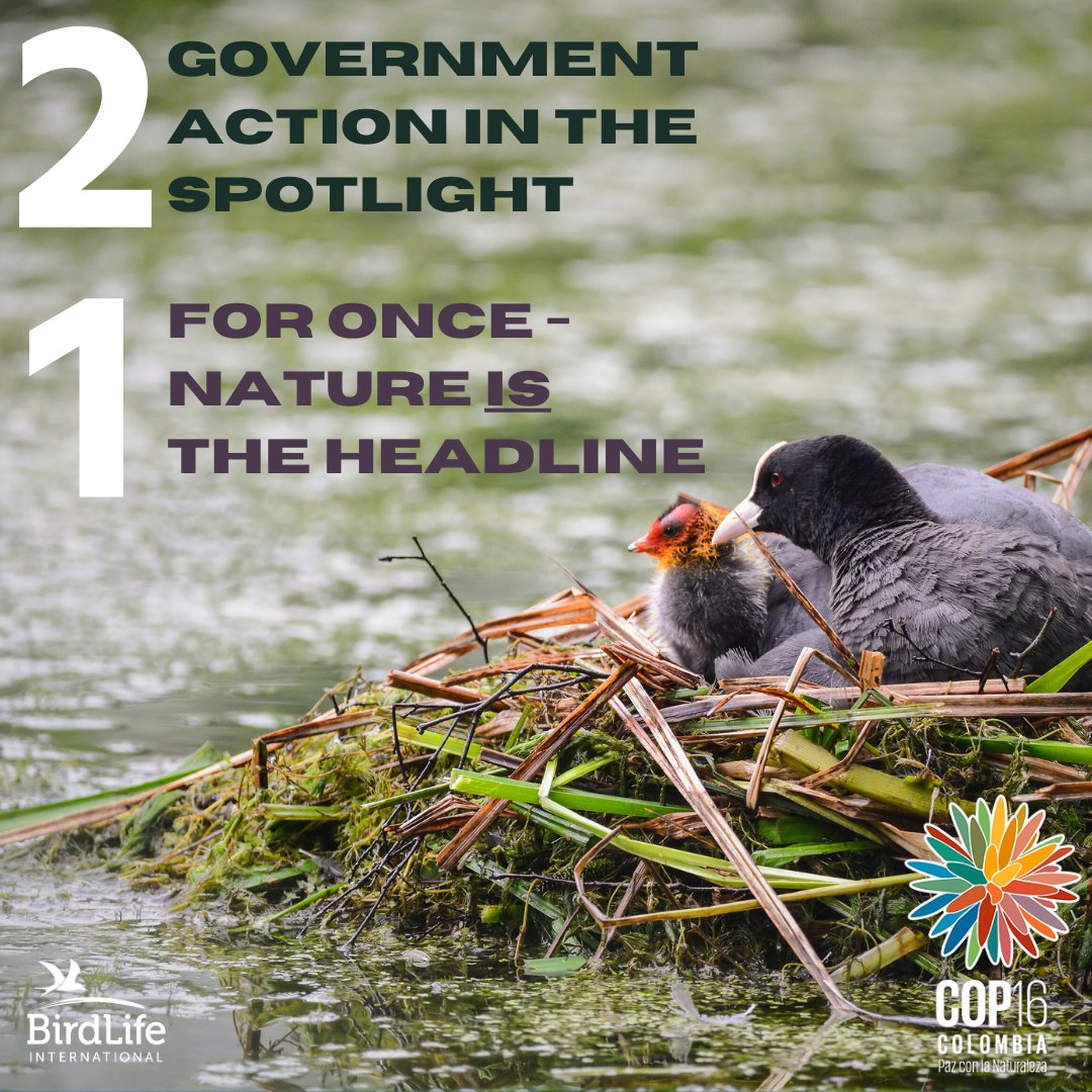 📣Why care at all?

Some people hear the word COP and lose interest in the conversation. What number are we on now? 

Why does this meeting – one with a seemingly endless string of acronyms – matter in the race to save nature? 🦉

COP16 provides a uniting moment for all of us