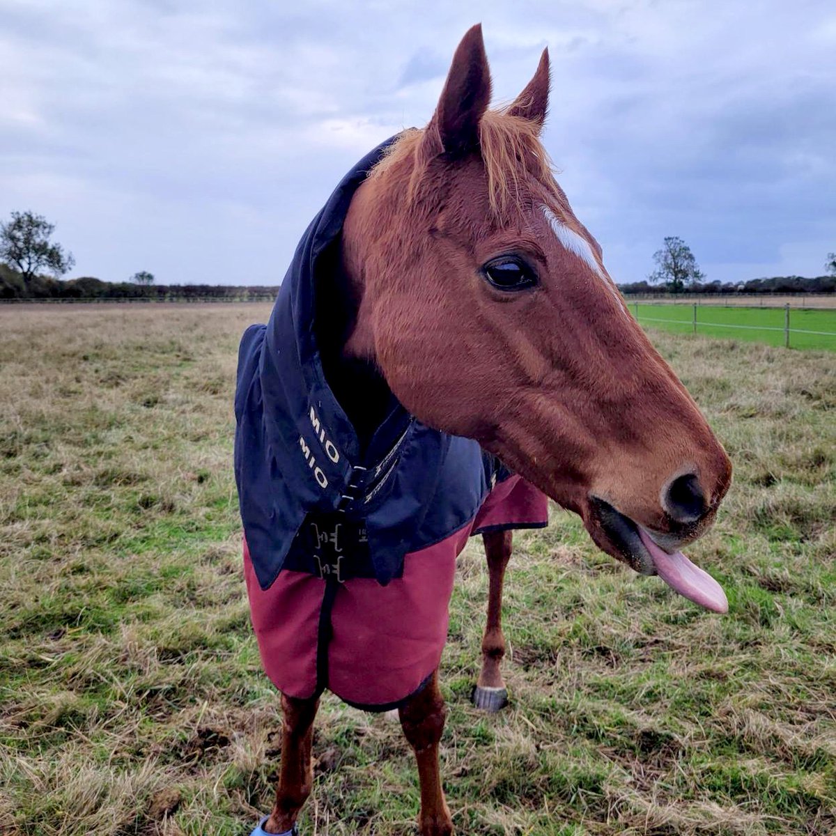 BransbyHorses's tweet photo. 🛍️✨ Get Ready for Our eBay Sale! ✨🛍️
From October 20th to October 27th, we’re offering incredible deals on our Bransby Horses eBay store! 🐴🎁
Don’t miss out on these fantastic savings!
https://t.co/0Ch8FaysjL
#eBaySale #ShopAndSupport #EquineRescue #GreatDeals https://t.co/sv3ZRLWE8Q