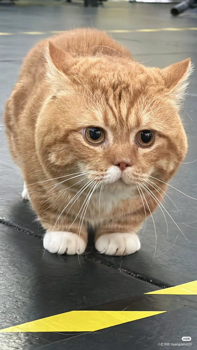 nocontextscats's tweet photo. Why is he so round??? 😭 https://t.co/bR86uTWxNl