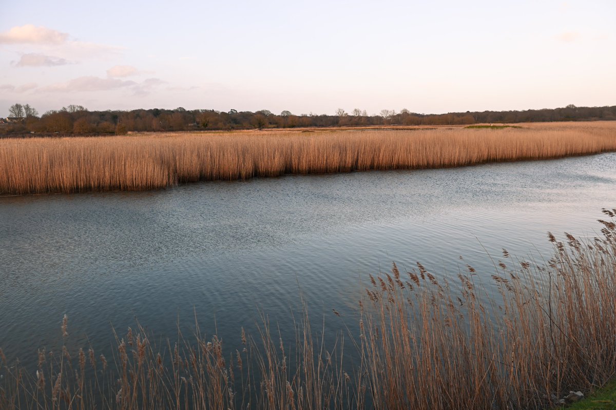 Snape Maltings (@snapemaltings) on Twitter photo Join <a href="/RSPBMinsmere/">RSPB Minsmere 🌍</a>'s enthusiastic guides for a gentle ramble as they help you to enjoy wildlife. Many wading birds and ducks are to be found on the River Alde in autumn whilst a variety of tits and finches can be found in the woods and reedbeds.
Book here: bit.ly/3BB5xbM Join <a href="/RSPBMinsmere/">RSPB Minsmere 🌍</a>'s enthusiastic guides for a gentle ramble as they help you to enjoy wildlife. Many wading birds and ducks are to be found on the River Alde in autumn whilst a variety of tits and finches can be found in the woods and reedbeds.
Book here: bit.ly/3BB5xbM