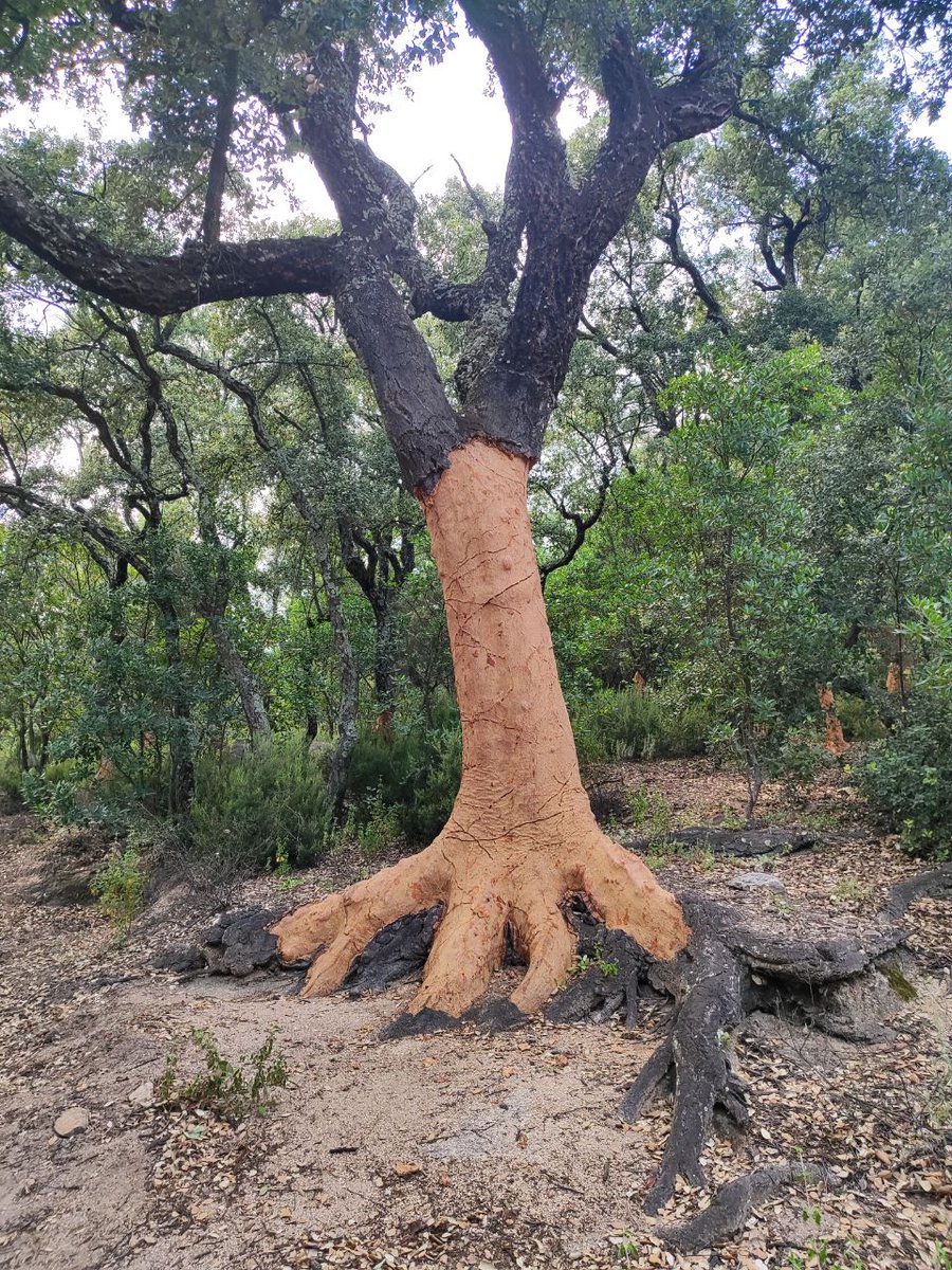 #thicktrunktuesday d'excursió al Gorg Negre de Gualba 🍾🥵