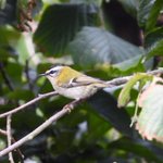 Photo by David Scott (@BirdingDave)