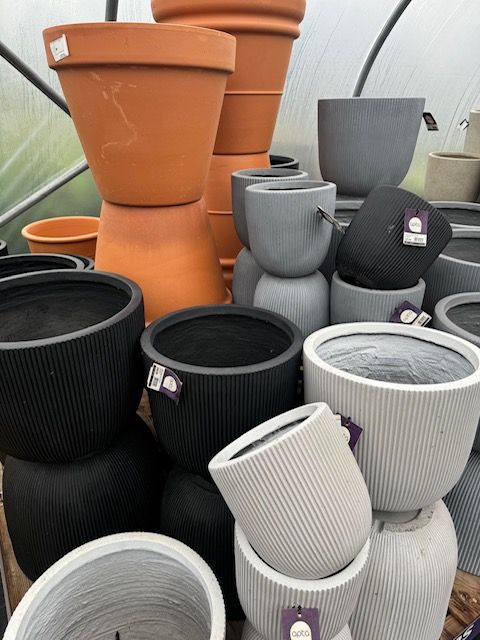BernhardsPlants's tweet photo. End of Season Cash &amp; Carry Sale on now! 

Terms and Conditions Apply - https://t.co/fd42fPOwij https://t.co/K2qUTdwrmO