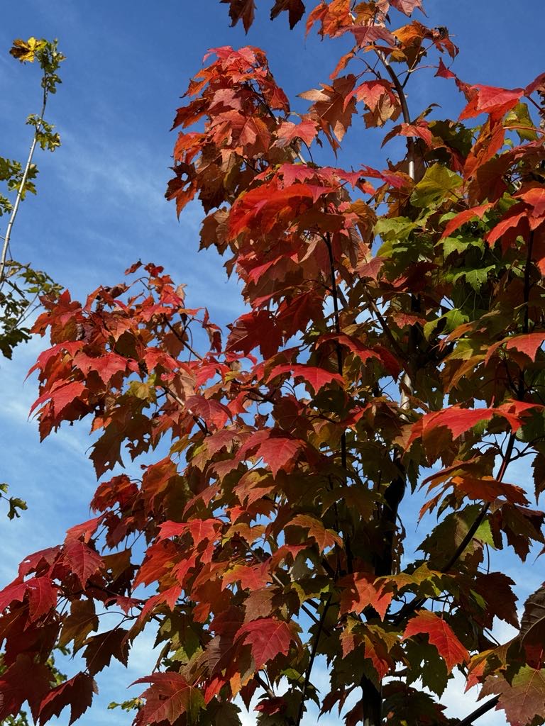 End of Season Cash &amp; Carry Sale on now! 

Terms and Conditions Apply - mailchi.mp/d5247c619bb5/e…