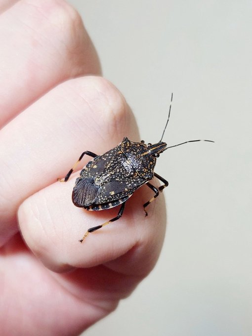 手乗りカメムシ 