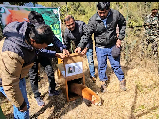 PIB_India's tweet photo. Darjeeling’s Padmaja Naidu Himalayan Zoo's Red Panda Program Selected as Finalist for 2024 WAZA Conservation Award

Padmaja Naidu Himalayan Zoo Strengthens Conservation with Biobanking Facility to Preserve Red Panda Genetic Resources for Future

Read here: https://t.co/CvnDJUACzc https://t.co/JqHrk6yaqT