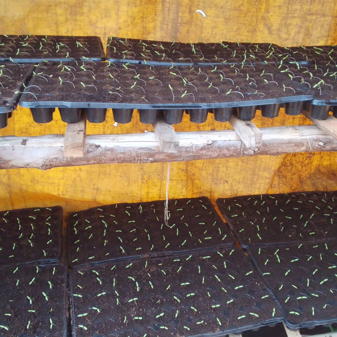 deborahnamande2's tweet photo. The first crucial stage in vegetable production, it needs knowledge and good quality seeds to achieve a good percentage.
@HgtUganda @MAAIF_Uganda @narouganda @NARO_MUZARDI @NARO_NaCRRI @Africanwomeni10 @VDS_ACAMPO_BV @KigoziMaggie https://t.co/gnQhg0fXt5