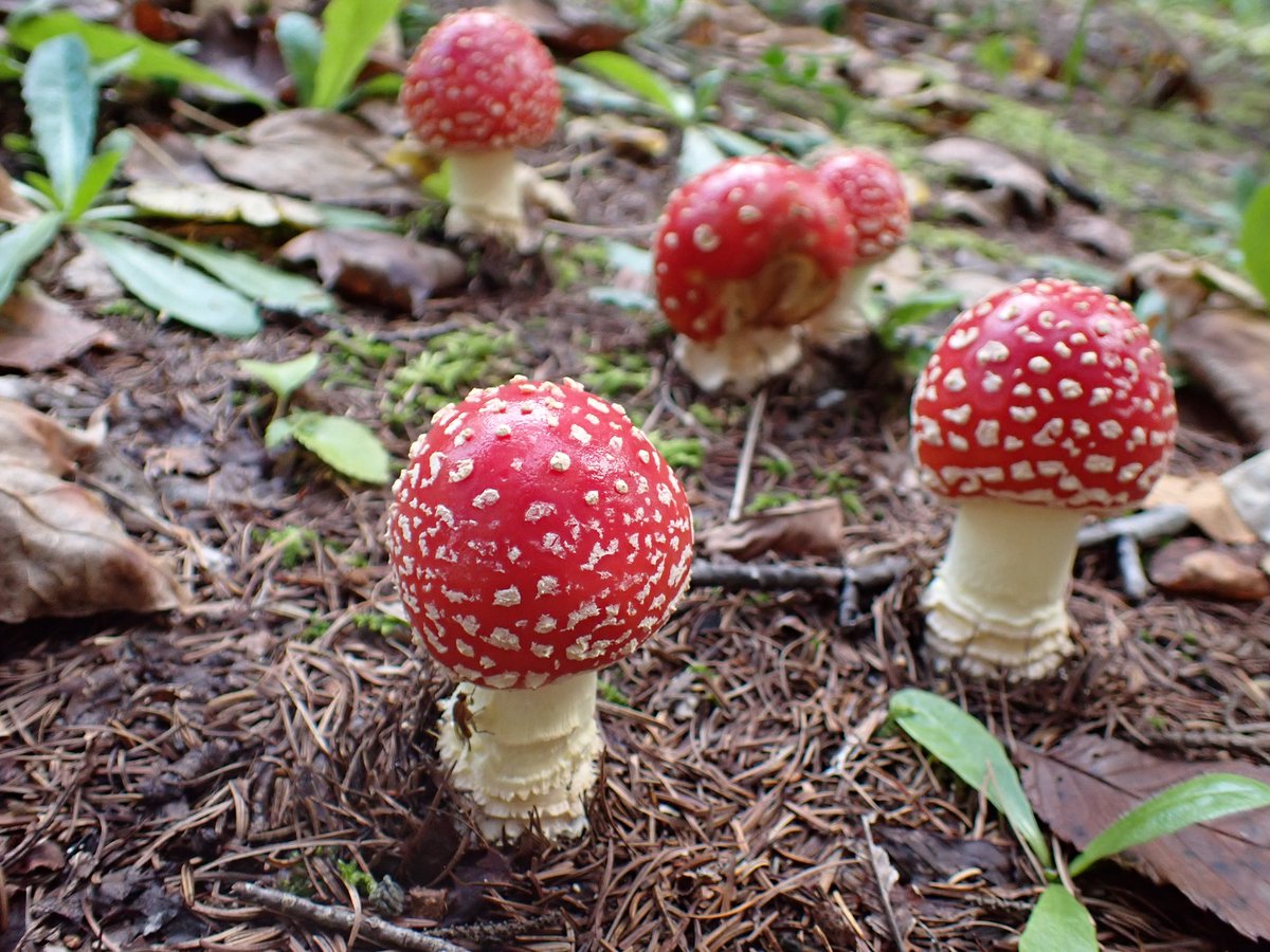 鍋、ベニテングダケ ベニテングダケの通販 | iichi 日々の暮らしを心地よくする