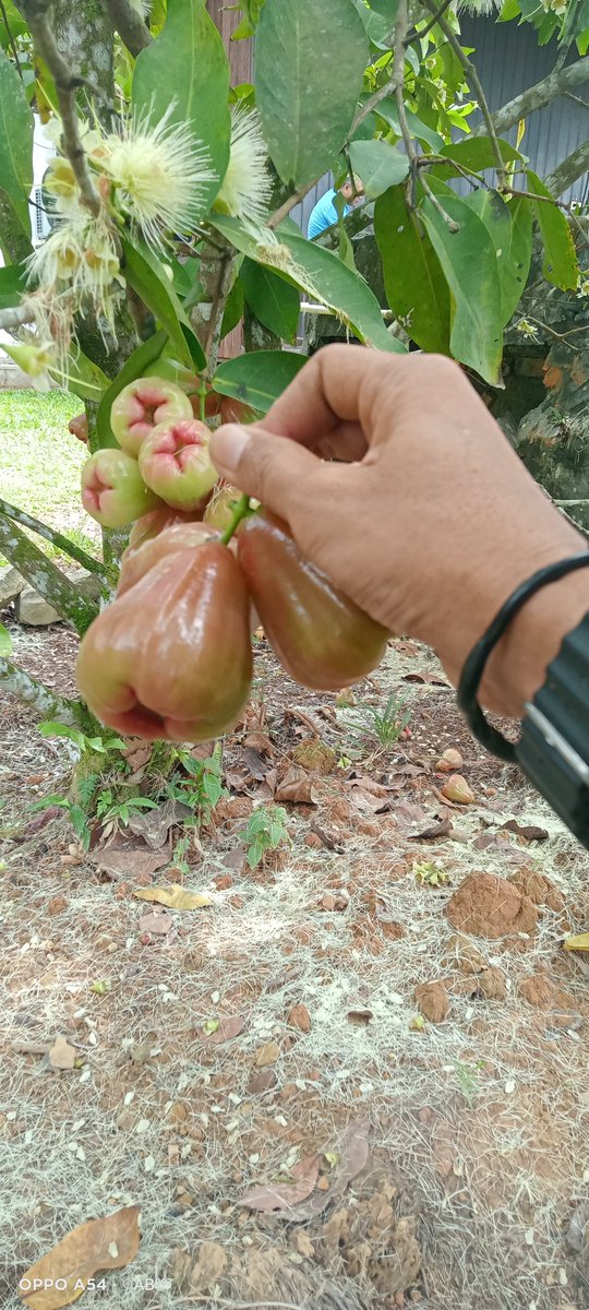 Ranum...
Seketika jiwa kriminalku meronta.