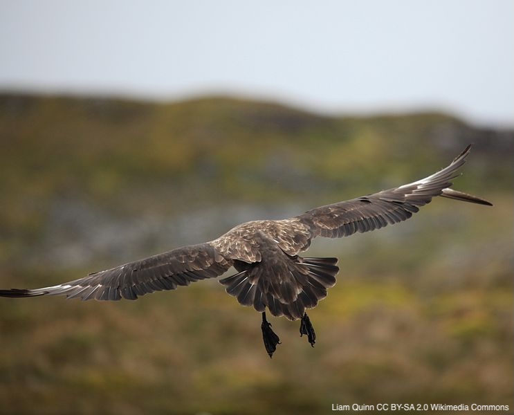 A case study of highly pathogenic avian influenza (HPAI) H5N1 at Bird Island, South Georgia: the first documented outbreak in the subantarctic region | tandfonline.com/doi/full/10.10… | Bird Study | #ornithology