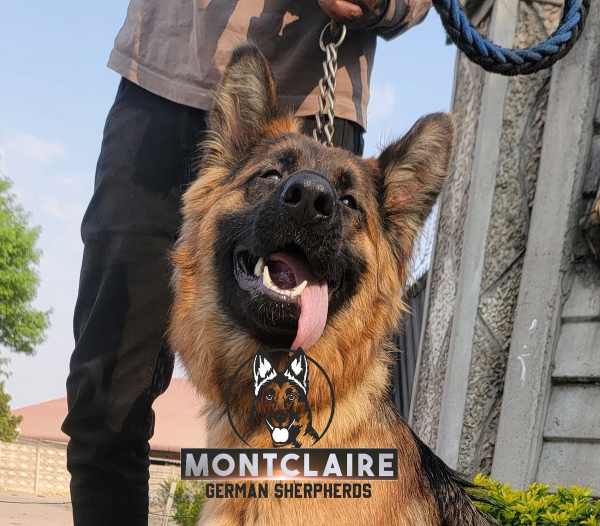 MontclaireGSD tweet media