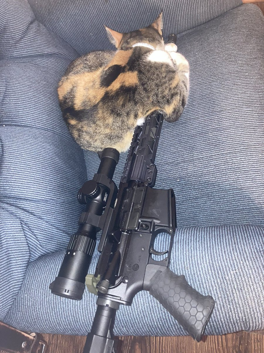 Billdozer74__'s tweet photo. My brotherโs cat is a true patriot. #PetSafety #2AforLife #Cat
@j_atkinson54 https://t.co/I8Ukzr3bBH