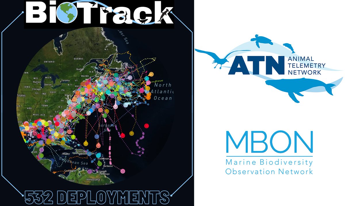 Ben D’Antonio (He/him) (@bendantonio) on Twitter photo Ecstatic to share that I will be starting a 4y position with <a href="/shark_research_/">Shark Research Foundation</a> as a Research Scientist ! I will be embedded in project BioTrack, an initiative led by <a href="/DrNeilHammer/">Dr. Neil Hammerschlag</a> that aims to assess biodiversity hotspots of Marine Megafauna🦈🐋🐟
Can’t wait to get started ! Ecstatic to share that I will be starting a 4y position with <a href="/shark_research_/">Shark Research Foundation</a> as a Research Scientist ! I will be embedded in project BioTrack, an initiative led by <a href="/DrNeilHammer/">Dr. Neil Hammerschlag</a> that aims to assess biodiversity hotspots of Marine Megafauna🦈🐋🐟
Can’t wait to get started !