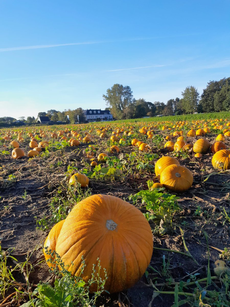 Lig je als pompoen te wachten,
wordt het soep of Halloween,
of is iemand ook bij machte,
meer dan dat in jou te zien?
#dagdicht