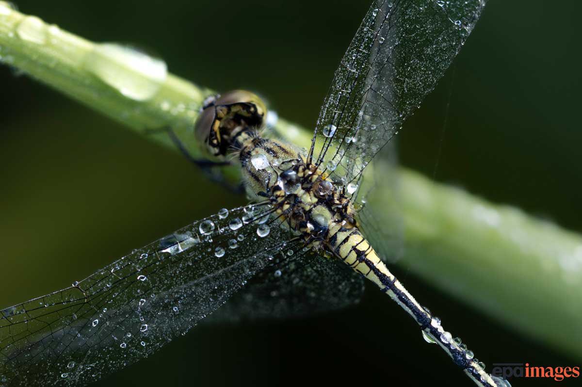 A wet dragon fly lands in a rice field before sunrise in Kathmandu, Nepal, 08 October 2024. <a href="/EPA_Images/">EPA Images</a> / Narendra Shrestha