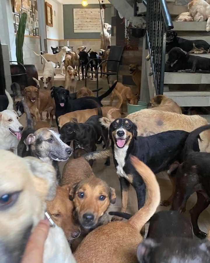 NoticiasGdl_Mx's tweet photo. ❤️🐶 Muchas familias en Yucatán están resguardando animales, durante del impacto de #Milton. El poderoso huracán es de categoría 5 https://t.co/4UwqMusf6a