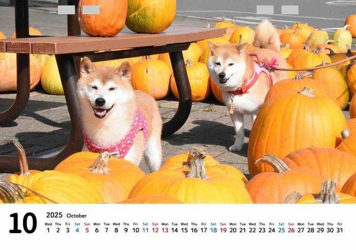 bigboy_1107's tweet photo. @Ralvero check 
@HanabiChhancto
 taken over by the community
The two dogs that kabosumama currently owns are $Neiro and $Hanabi
Vitalik holds 7%
Ca: 0x124386504D774979E1E9D2D19c6188391D7af8e3 https://t.co/3hmIarQY3D