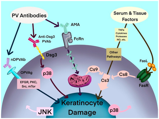 Antibodies_MDPI's tweet image. Review by Dr. Sergei A. Grando from University of California Irvine et al. summarizes Mitochondrial #Autoantibodies and the Role of Apoptosis in #Pemphigus Vulgaris

mdpi.com/2073-4468/11/3…