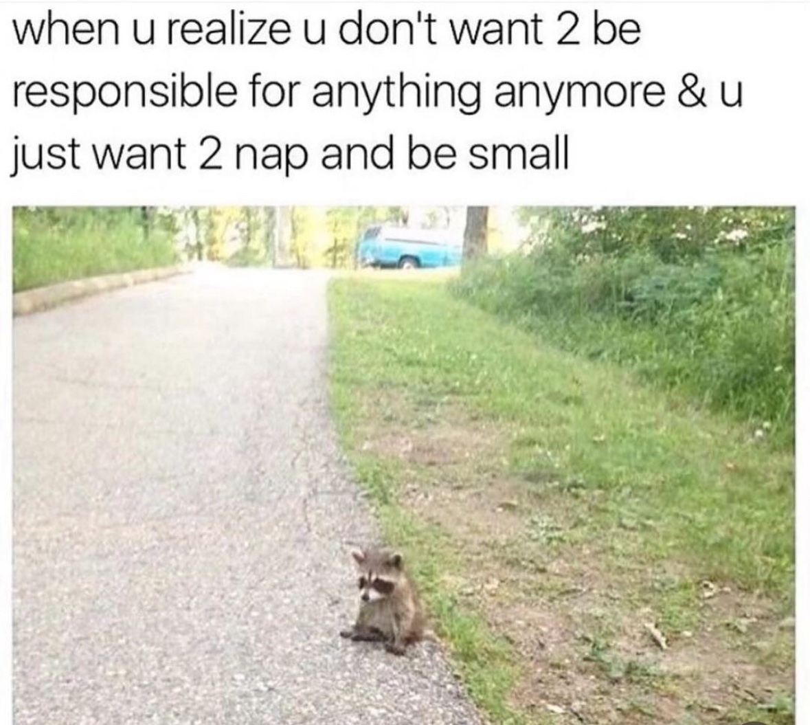 raccoon aesthetic. (@raccoonesthetic) on Twitter photo 