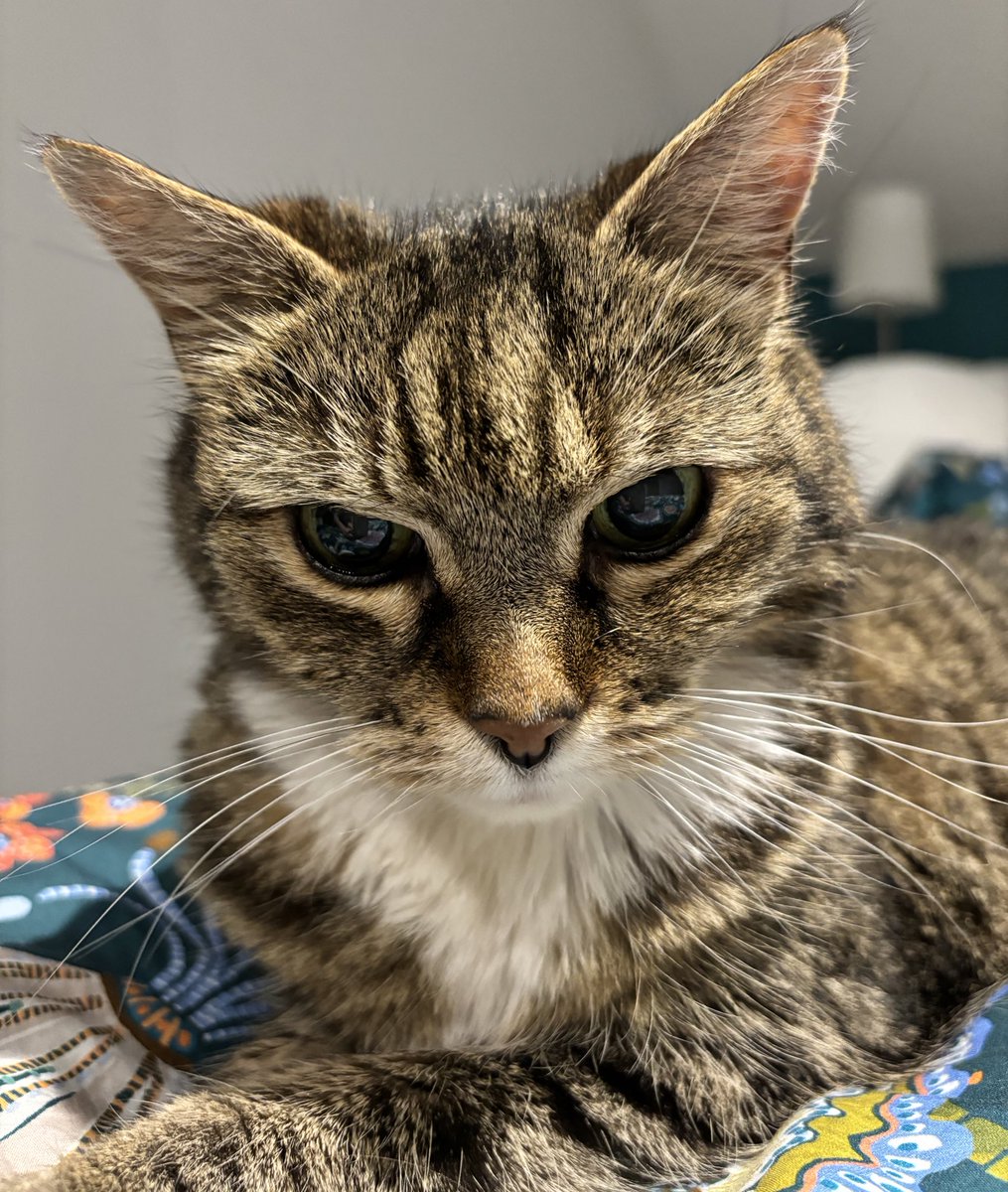 Squeezy and The Chubblemaker Pablo Whiskobar 🌈 tweet media