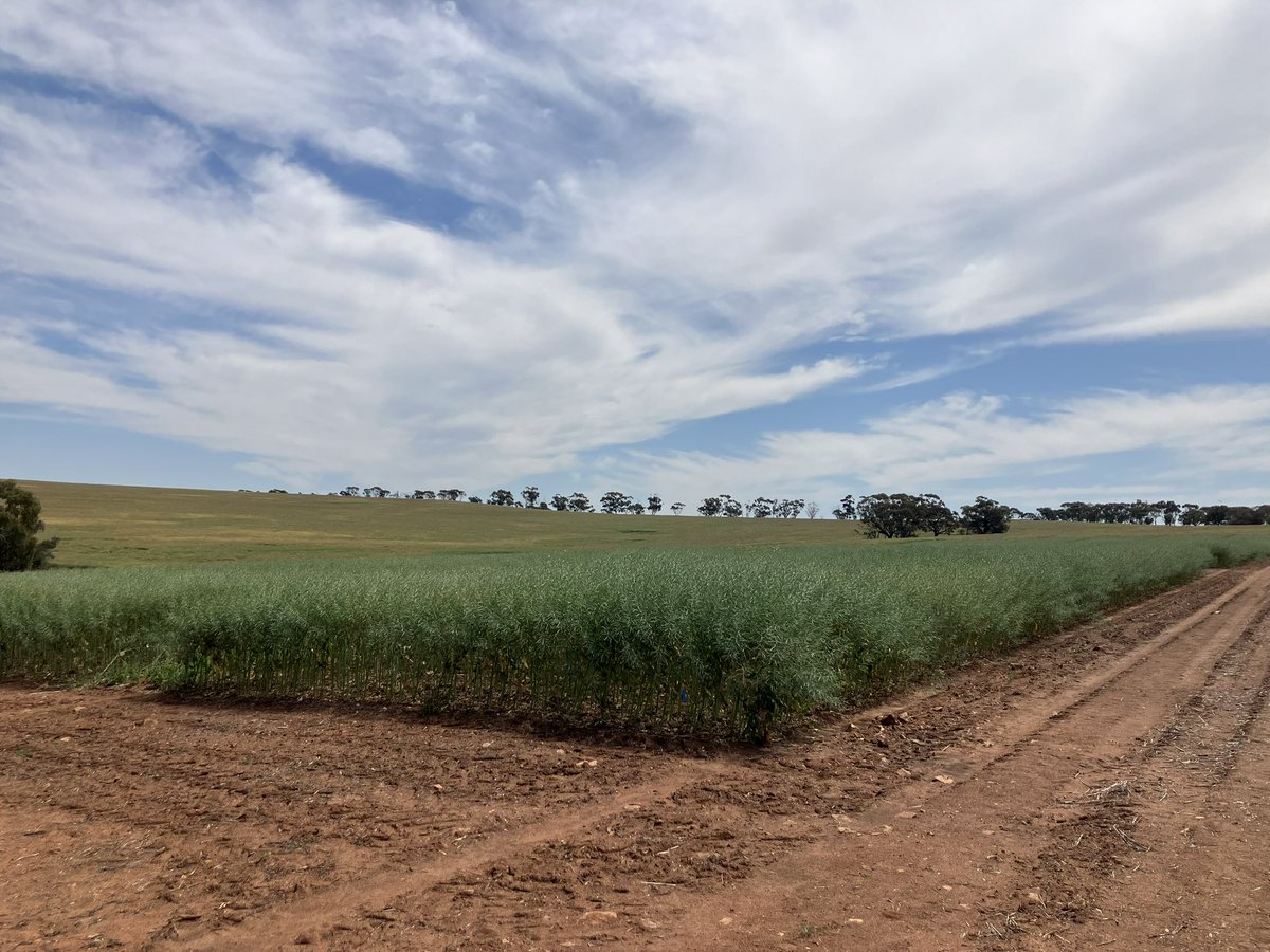 Caroline Dix tweet media