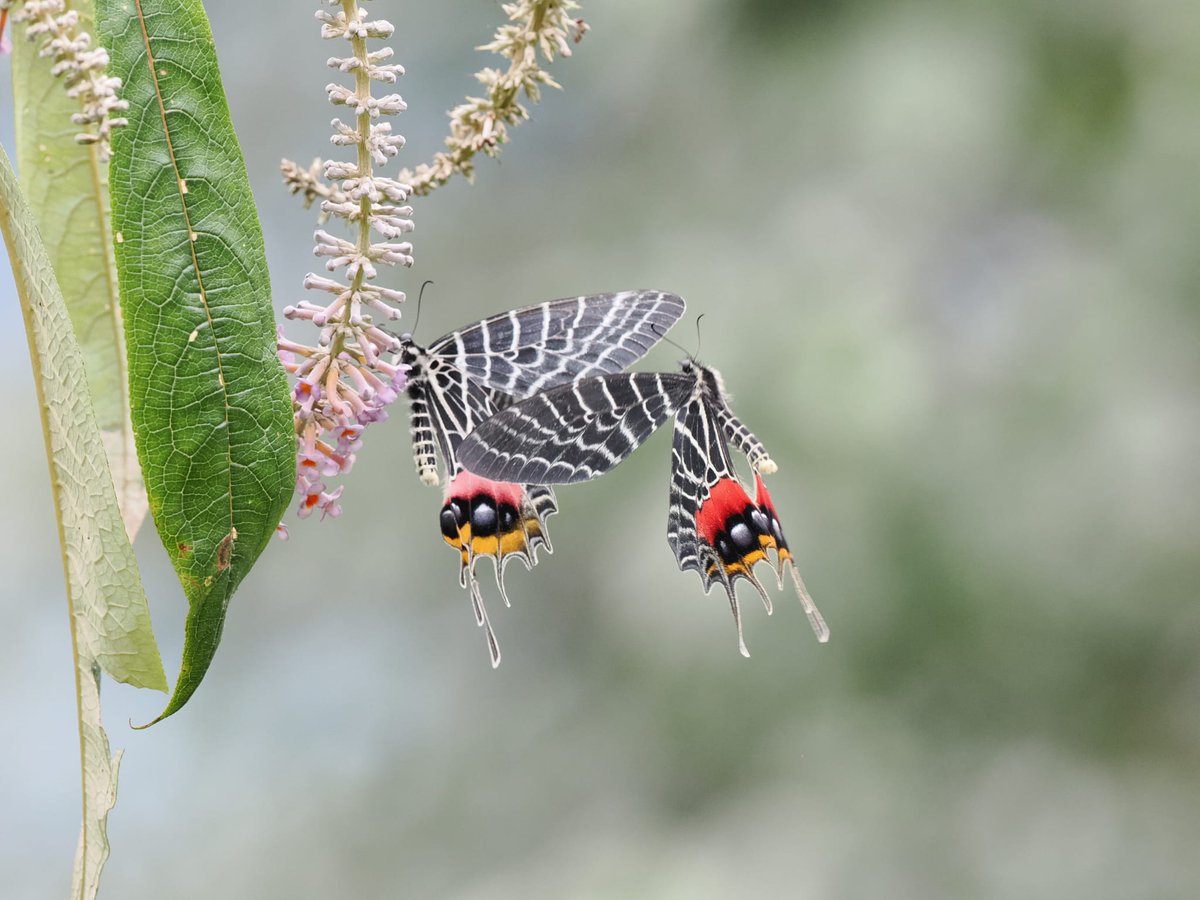 Greenwings's tweet photo. Today let's have a #TwoForTwoTuesday style #WakeUpWithWildlife
Rajah Brooke's Birdwing x 2 in Malaysia
European Swallowtail x 2 in Greece
Gavarnie Blue x 2 in Spain
Bhutan Glory x 2 in Bhutan
Please do join in and share your own double dose drops of nature! 📸 https://t.co/velgYlzsxr