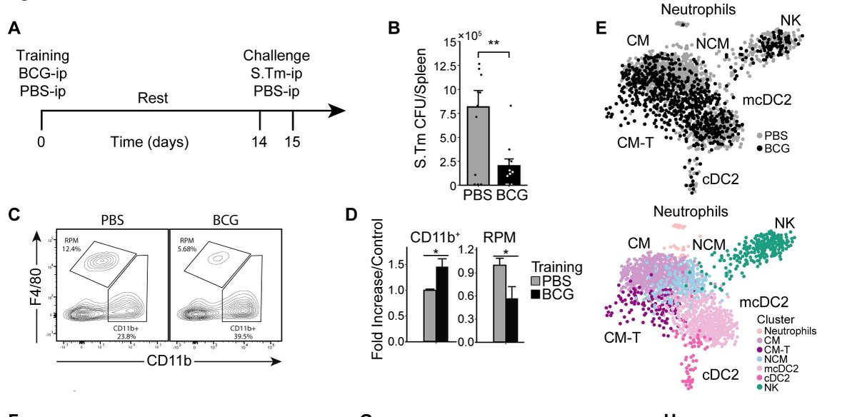 Roi Avraham (@roi1avraham) on Twitter photo Paper alert:
Congratulations to PhD student, now Dr. Aryeh Solomon for this great work, published <a href="/eLife/">eLife - the journal</a>.
Can a BCG vaccine also protect from Gram-negative infection? #TrainedImmunity
Thanks also to long time collaborator Mihai Netea and other friends.
doi.org/10.7554/eLife.… Paper alert:
Congratulations to PhD student, now Dr. Aryeh Solomon for this great work, published <a href="/eLife/">eLife - the journal</a>.
Can a BCG vaccine also protect from Gram-negative infection? #TrainedImmunity
Thanks also to long time collaborator Mihai Netea and other friends.
doi.org/10.7554/eLife.…