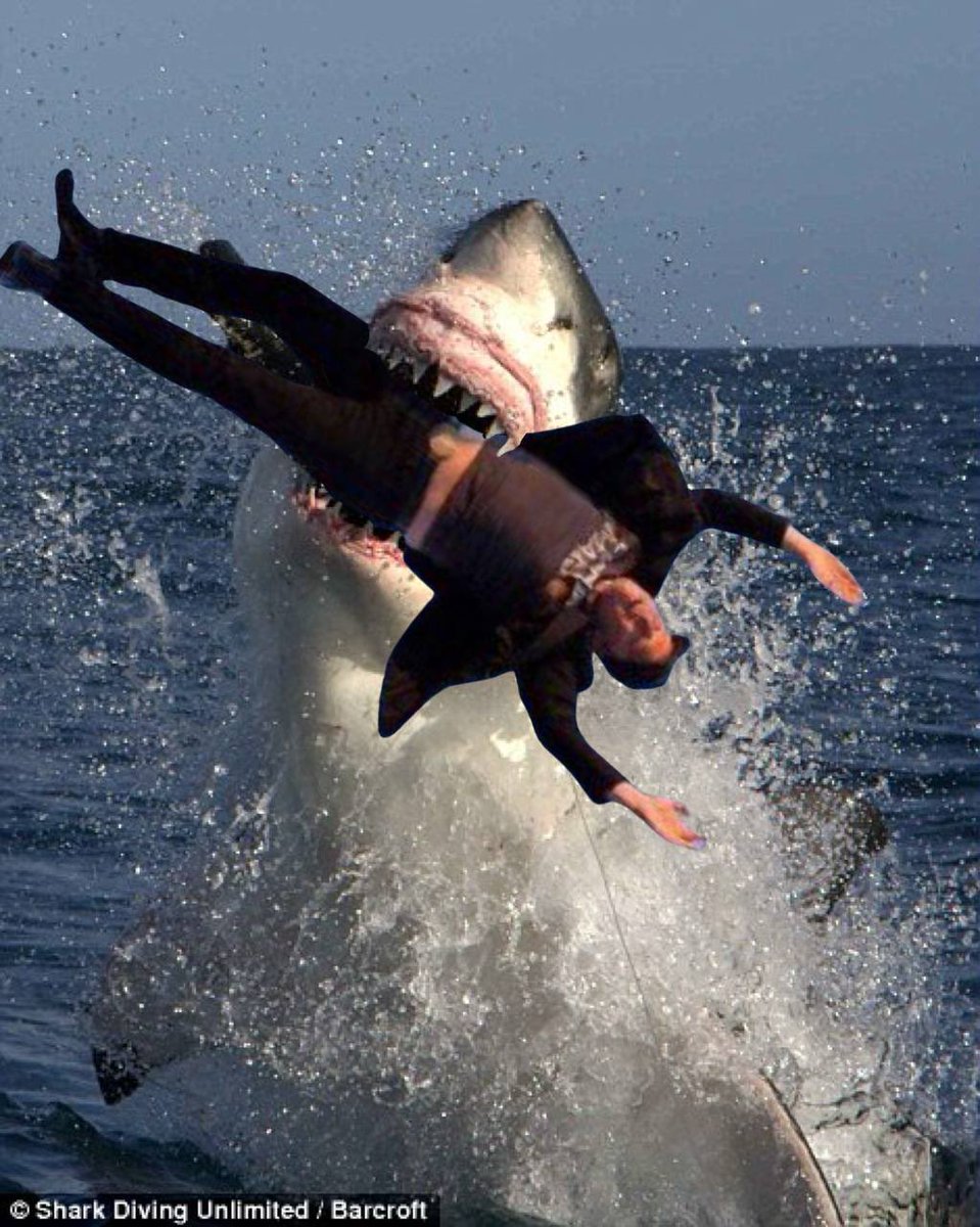 ThulsaDoom907's tweet photo. @elonmusk Sharks are radical. https://t.co/q29zS7Q6Km