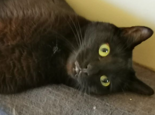 brbsiberia's tweet photo. @buitengebieden I'm so sorry for your loss. This is my void who gives me all the joy. Her name is Shadow. https://t.co/plIyvPQqCu