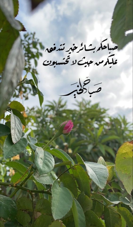 AsalahJadh's tweet photo. #صباح_الخير #صباح_الخير_والسعاده https://t.co/9TOzQrjZhI