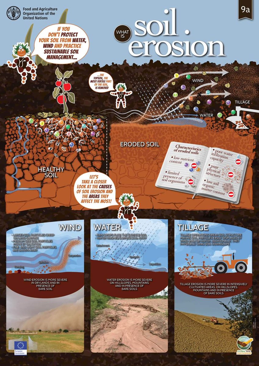 #SoilErosion is a natural process.

But because of unsustainable #soil management practices, erosion's rates are much higher than soil formation rates, meaning its loss is not recoverable within a human lifespan ⚠️

🔍 More in this #SoilDoctors poster 👉 fao.org/global-soil-pa…