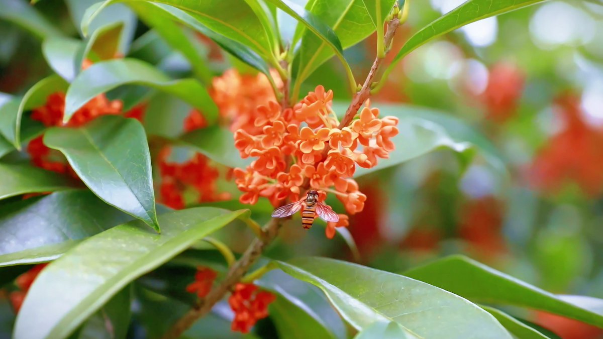 HolaFujian's tweet photo. In October, Shouning is filled with the fragrant scent of golden osmanthus blossoms. #October #Osmanthus #Fujian #Shouning https://t.co/ywpeT1IeBU