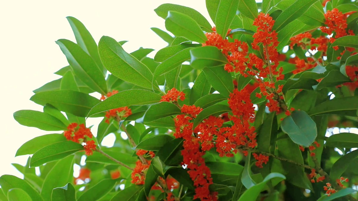 HolaFujian's tweet photo. In October, Shouning is filled with the fragrant scent of golden osmanthus blossoms. #October #Osmanthus #Fujian #Shouning https://t.co/ywpeT1IeBU