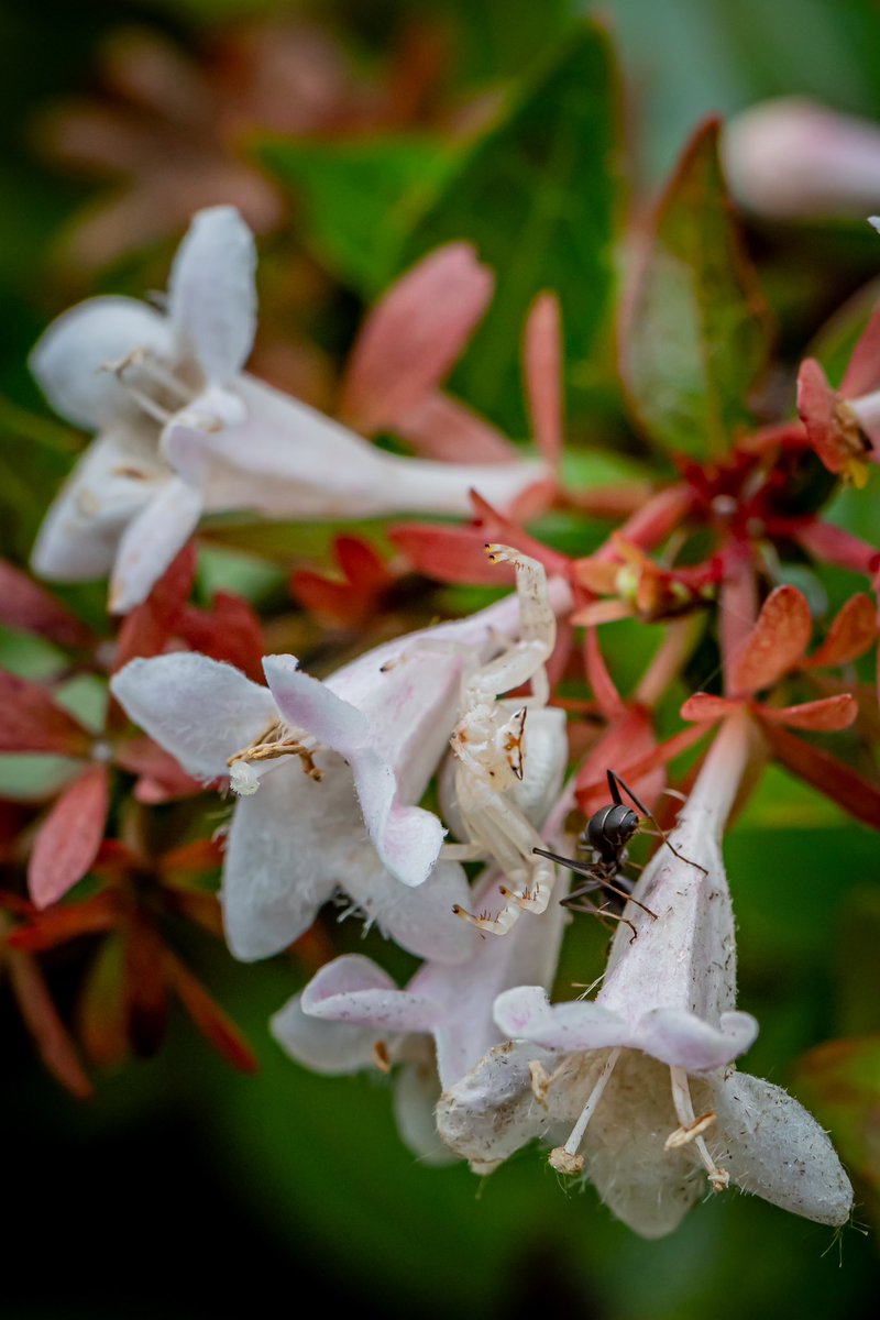 Meandering Max tweet media