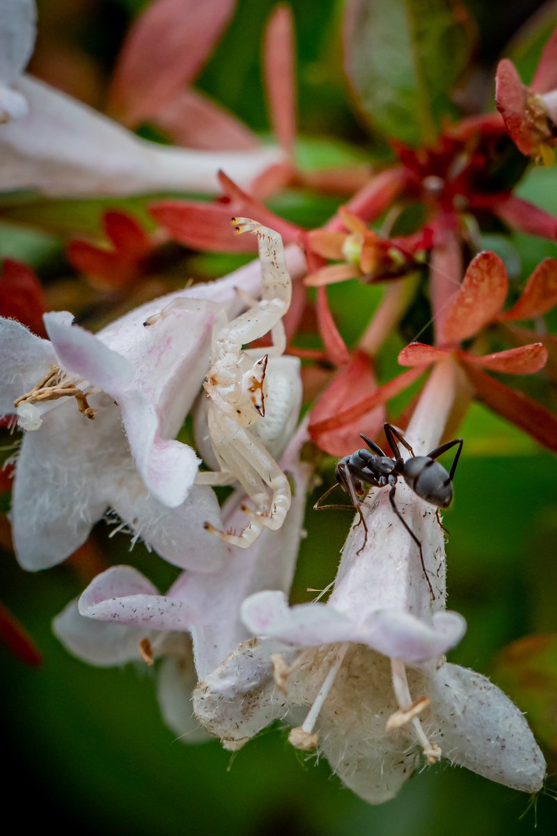 Meandering Max tweet media