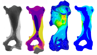 Alexandra Houssaye (@houssayecnrs) on Twitter photo Very glad that our new paper testing for bone microanatomy form-function relationships is now published. Great collaborative work with <a href="/CyrilEtienne1/">Cyril Etienne</a>, J. Viot, P. Watson & M. Fagan about bone strength under compressive load. doi.org/10.1111/joa.14… Very glad that our new paper testing for bone microanatomy form-function relationships is now published. Great collaborative work with <a href="/CyrilEtienne1/">Cyril Etienne</a>, J. Viot, P. Watson & M. Fagan about bone strength under compressive load. doi.org/10.1111/joa.14…