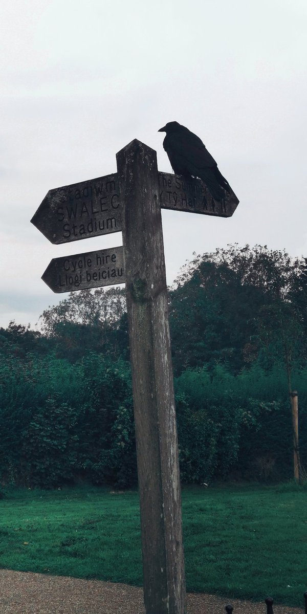 Have you spotted any signs of wildlife in the city this week? 😉 Don't forget to share tonight 8-9pm on #wildcardiffhour 🐦🐾🦆🕷️🌸🌳🍁🍂🍄