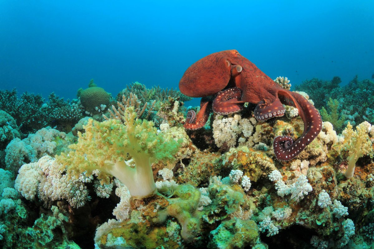 Happy World Octopus Day! 🌊

🐙These beautiful and complex animals play a key role in marine ecosystems
🐙Octopus is an important food source for vulnerable coastal communities
🐙Seasonal closures temporarily prohibit fishing to allow populations to recover.